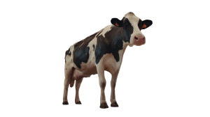 Dairy Cow Milking Vinyl Car Decal Sticker – Waterproof & UV-Resistant Dairy Cow Milking Vinyl Car Decal Sticker – Waterproof & UV-Resistant