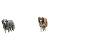 Dog Park Play Vinyl Car Decal Sticker – Waterproof & UV-Resistant 