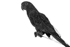 Line Drawing Parrot Vinyl Car Decal Sticker – Waterproof & UV-Resistant 