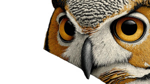 Wise Old Owl V2 Vinyl Car Decal Sticker – Waterproof & UV-Resistant 