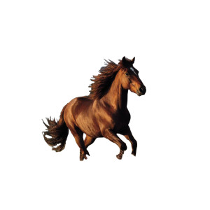 Shiny Running Horse Vinyl Car Decal Sticker – Waterproof & UV-Resistant 