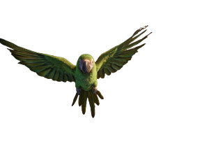 Jungle Gathering V2 Vinyl Car Decal Sticker – Waterproof & UV-Resistant 