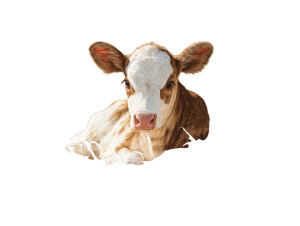 Newborn Calf V2 Vinyl Car Decal Sticker – Waterproof & UV-Resistant Newborn Calf V2 Vinyl Car Decal Sticker – Waterproof & UV-Resistant