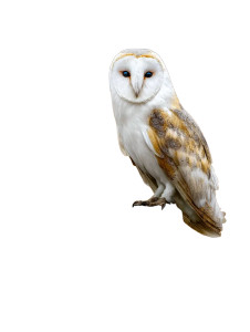 Barn Owl Perched Vinyl Car Decal Sticker – Waterproof & UV-Resistant 