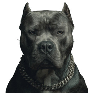 Aggressive Bully Dog Vinyl Car Decal Sticker – Waterproof & UV-Resistant 