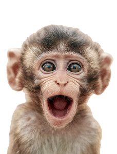 Surprised Baby Monkey Vinyl Car Decal Sticker – Waterproof & UV-Resistant 