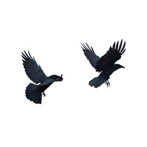 Crows In Flight Vinyl Car Decal Sticker – Waterproof & UV-Resistant 