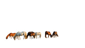 Horses Grazing V2 Vinyl Car Decal Sticker – Waterproof & UV-Resistant Horses Grazing V2 Vinyl Car Decal Sticker – Waterproof & UV-Resistant