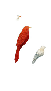Singing Birds Chaos Vinyl Car Decal Sticker – Waterproof & UV-Resistant Singing Birds Chaos Vinyl Car Decal Sticker – Waterproof & UV-Resistant