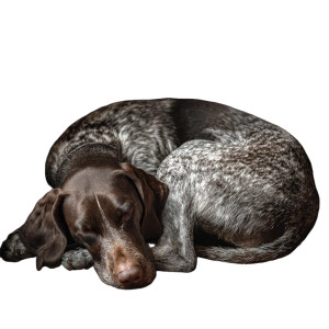 Cozy Reading Dog Vinyl Car Decal Sticker – Waterproof & UV-Resistant 