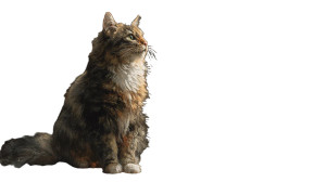 Cat And Hummingbird Vinyl Car Decal Sticker – Waterproof & UV-Resistant 