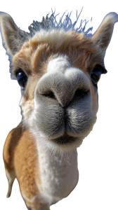 Baby Llama Close-Up Vinyl Car Decal Sticker – Waterproof & UV-Resistant 