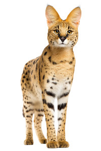 Serval Cat Vinyl Car Decal Sticker – Waterproof & UV-Resistant 