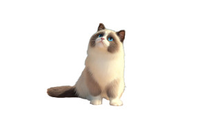 Ragdoll Cat V7 Vinyl Car Decal Sticker – Waterproof & UV-Resistant Ragdoll Cat V7 Vinyl Car Decal Sticker – Waterproof & UV-Resistant