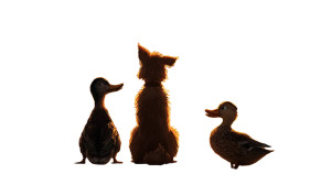 Ducks And Dog Sunset Vinyl Car Decal Sticker – Waterproof & UV-Resistant Ducks And Dog Sunset Vinyl Car Decal Sticker – Waterproof & UV-Resistant