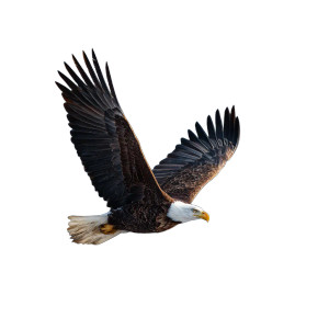Majestic Eagle V2 Vinyl Car Decal Sticker – Waterproof & UV-Resistant Majestic Eagle V2 Vinyl Car Decal Sticker – Waterproof & UV-Resistant