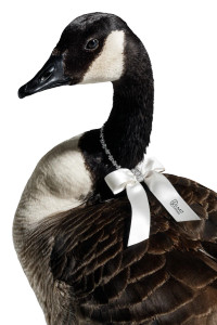 Elegant Goose Adorned Vinyl Car Decal Sticker – Waterproof & UV-Resistant 