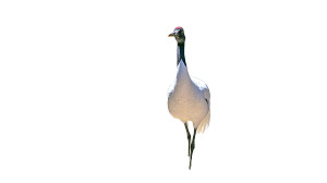 Elegant Colorful Crane Vinyl Car Decal Sticker – Waterproof & UV-Resistant 