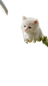 Miniature Lagoon Kitten Vinyl Car Decal Sticker – Waterproof & UV-Resistant 
