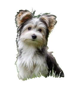 Biewer Terrier Vinyl Car Decal Sticker – Waterproof & UV-Resistant Biewer Terrier Vinyl Car Decal Sticker – Waterproof & UV-Resistant