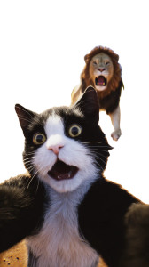 Surprised Cat Selfie V7 Vinyl Car Decal Sticker – Waterproof & UV-Resistant 