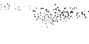 Murmuration Vinyl Car Decal Sticker – Waterproof & UV-Resistant Murmuration Vinyl Car Decal Sticker – Waterproof & UV-Resistant