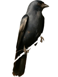 Photo-Realistic Crow V2 Vinyl Car Decal Sticker – Waterproof & UV-Resistant 