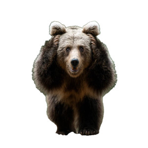 Shocked Brown Bear Vinyl Car Decal Sticker – Waterproof & UV-Resistant 