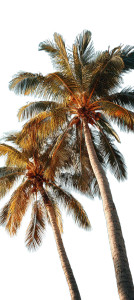 Leaning Coconut Palms Vinyl Car Decal Sticker – Waterproof & UV-Resistant 