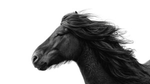 Kazakh Horse Portrait Vinyl Car Decal Sticker – Waterproof & UV-Resistant 