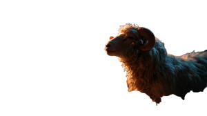 Sheep In Clouds Vinyl Car Decal Sticker – Waterproof & UV-Resistant 