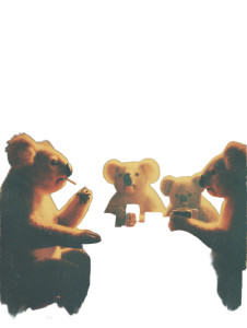 Debating Koalas Vinyl Car Decal Sticker – Waterproof & UV-Resistant 