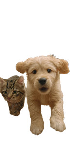 Pet House Party Vinyl Car Decal Sticker – Waterproof & UV-Resistant 