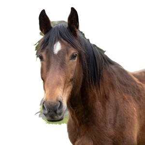 Brown Horse Pasture Vinyl Car Decal Sticker – Waterproof & UV-Resistant 