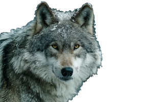 Majestic Wolf V3 Vinyl Car Decal Sticker – Waterproof & UV-Resistant 