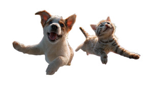 Cosmic Puppy And Kitten Vinyl Car Decal Sticker – Waterproof & UV-Resistant 