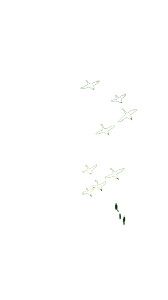 Flying Swans Pattern Vinyl Car Decal Sticker – Waterproof & UV-Resistant 