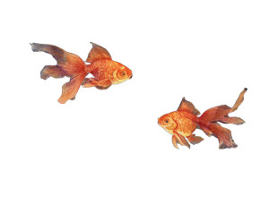 Magical Goldfish Sky Vinyl Car Decal Sticker – Waterproof & UV-Resistant 