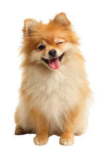 Happy Pomeranian Winking Vinyl Car Decal Sticker – Waterproof & UV-Resistant 