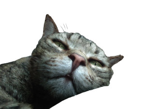 Skyrim Cat Distraction Vinyl Car Decal Sticker – Waterproof & UV-Resistant 