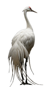 Elegant White Crane V2 Vinyl Car Decal Sticker – Waterproof & UV-Resistant 