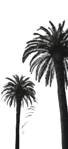 Palm Trees V2 Vinyl Car Decal Sticker – Waterproof & UV-Resistant 