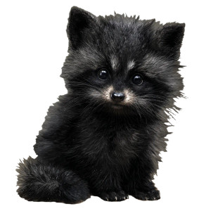 Black Baby Raccoon Vinyl Car Decal Sticker – Waterproof & UV-Resistant 