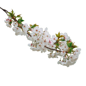 White Cherry Blossoms V2 Vinyl Car Decal Sticker – Waterproof & UV-Resistant 