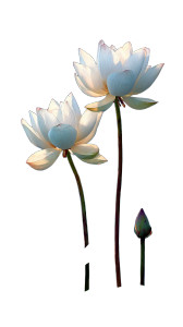 White Lotus Duo Vinyl Car Decal Sticker – Waterproof & UV-Resistant White Lotus Duo Vinyl Car Decal Sticker – Waterproof & UV-Resistant