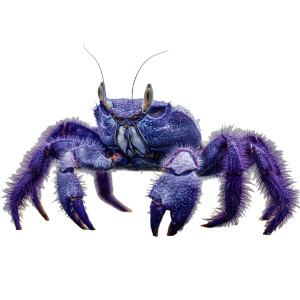 Furry Blue Crab Vinyl Car Decal Sticker – Waterproof & UV-Resistant 