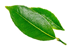 Orange Leaf Vinyl Car Decal Sticker – Waterproof & UV-Resistant 