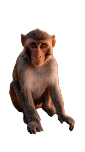 Monkey On Horseback Vinyl Car Decal Sticker – Waterproof & UV-Resistant 