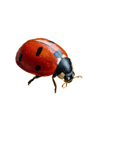 Ladybug On Daisy V2 Vinyl Car Decal Sticker – Waterproof & UV-Resistant 