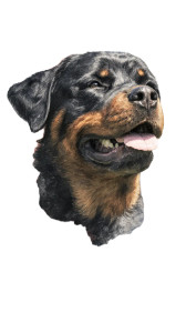 Joyful Rottweiler Vinyl Car Decal Sticker – Waterproof & UV-Resistant Joyful Rottweiler Vinyl Car Decal Sticker – Waterproof & UV-Resistant